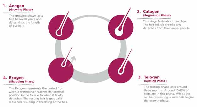 Hair Growth Cycle!